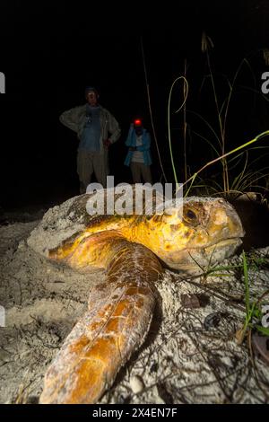 Eine Karettschildkröte begräbt ihr Nest, nachdem sie an einem Strand in Florida Eier gelegt hat. (MR) (nur für redaktionelle Zwecke) Stockfoto