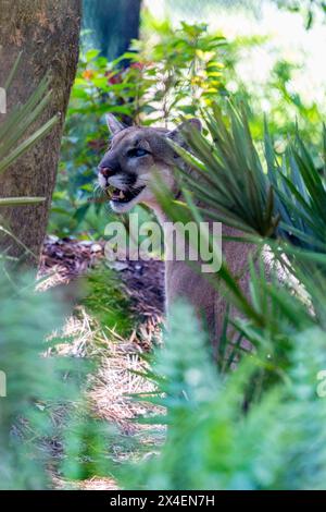 Ein Gefangener Florida Panther, verletzt durch Erschießen. Zoo Von Neapel. (PR) Stockfoto