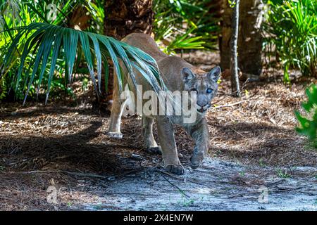 Ein Gefangener Florida Panther, verletzt durch Erschießen. Zoo Von Neapel. (PR) Stockfoto