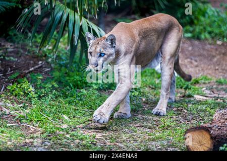 Ein Gefangener Florida Panther, verletzt durch Erschießen. Zoo Von Neapel. (PR) Stockfoto