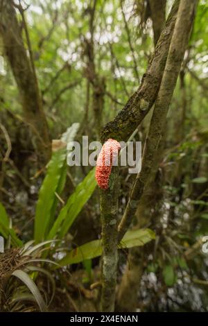 Die Eimasse der exotischen Insel-Apfelschnecke in einem Sümpfe Floridas. Stockfoto