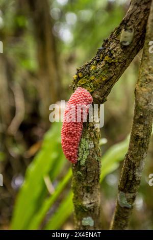 Die Eimasse der exotischen Insel-Apfelschnecke in einem Sümpfe Floridas. Stockfoto