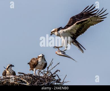 Ein ausgewachsener Fischadler kehrt zum Nest zurück, mit Fischen für die Jungen zum Essen. Stockfoto