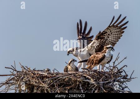 Ein ausgewachsener Fischadler kehrt zum Nest zurück, mit Fischen für die Jungen zum Essen. Stockfoto