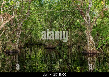 In den Sümpfen Südfloridas wächst ein Wald aus Popasche und Teichapfel. Stockfoto