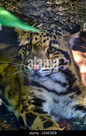 Ein junger gefährdeter, getrübter Leopard. Stockfoto