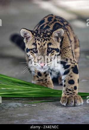 Ein junger gefährdeter, getrübter Leopard. Stockfoto