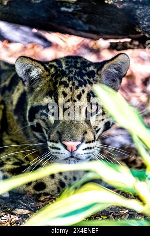 Ein junger gefährdeter, getrübter Leopard. Stockfoto