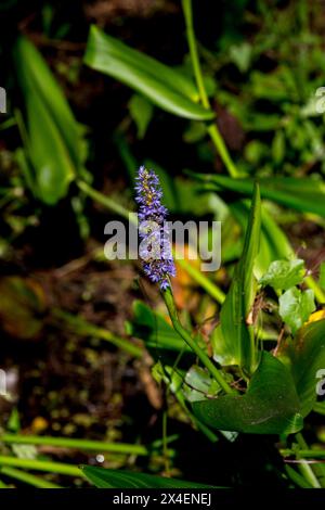 Pickerelweed ist eine in Feuchtgebieten verbreitete Pflanze. Bienen lieben die Blumen. Stockfoto