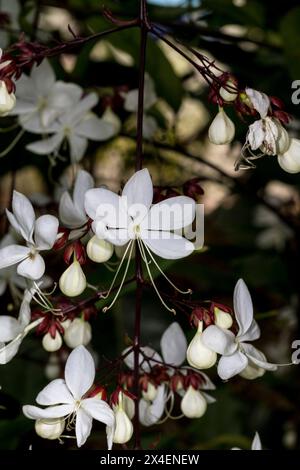 Die Pagodenblume ist ein wunderschönes Zierwerk im Süden Floridas. Stockfoto