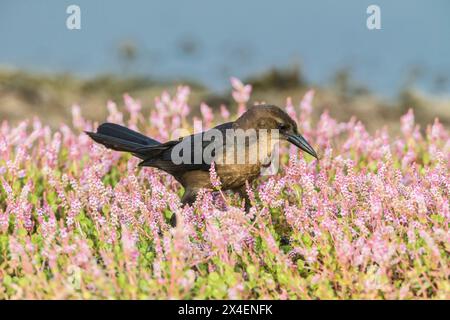 Ein weiblicher Bootsschwanzkragen ernährt sich zwischen rosafarbenem Smartweed. Stockfoto