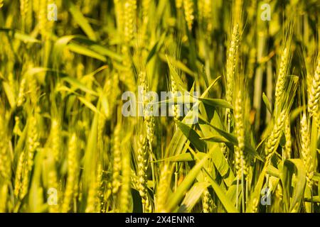 USA, Idaho, Genesee. Grüne Weizenfelder. Stockfoto