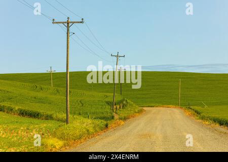 USA, Idaho, Genesee. Grüne Weizenfelder. Schotterpiste. Stockfoto