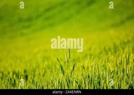 USA, Idaho, Genesee. Grüne Weizenfelder. Stockfoto