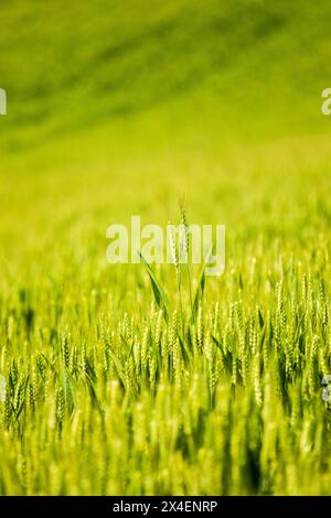 USA, Idaho, Genesee. Grüne Weizenfelder. Stockfoto