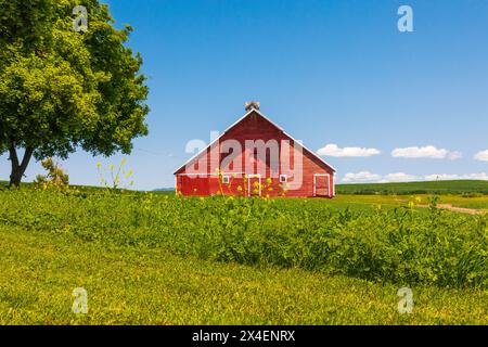 USA, Idaho, Genesee. Rote Scheune, blauer Himmel, weiße Wolken. (Nur Für Redaktionelle Zwecke) Stockfoto