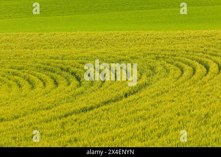 USA, Idaho, Genesee. Grüne Weizenfelder. Traktorspuren. Stockfoto