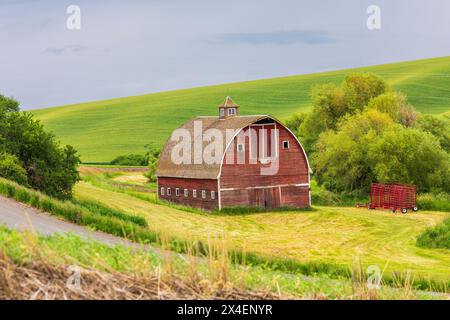 USA, Idaho, Genesee. Rote Scheune und grüne Weizenfelder. (Nur Für Redaktionelle Zwecke) Stockfoto