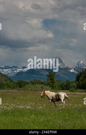 USA, Idaho. Pferd weidet auf der Wiese, Blick auf Grand Teton und Teton Mountains aus dem Westen in der Nähe von Jackson Hole und Tetonia. Stockfoto