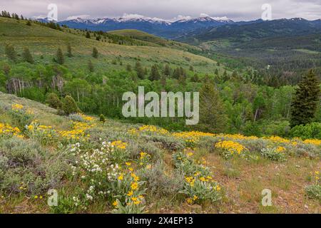 USA, Idaho. Landschaft mit Arrowleaf Balsamroot Aspen Bäumen, fernen schneebedeckten Bergen und Serviceberry im Frühling am Pine Creek Pass Stockfoto