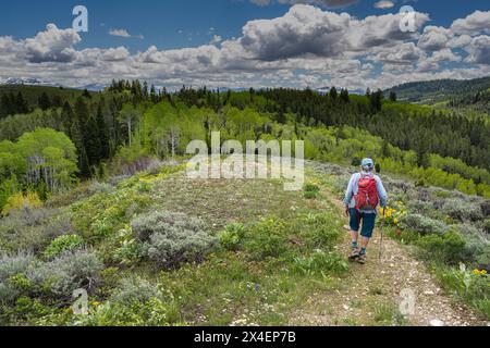 USA, Idaho. Frau wandert im Frühjahr auf dem Trail in den Big Hole Mountains. Es gibt reichlich Wildblumen und Aspenbäume. Stockfoto