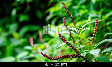 Phytolacca icosandra (Button Pokeweed, tropisches Pokeweed, zwanzig Staubgefäße, Bajam Hutan). Es wird zur Behandlung nicht näher bezeichneter Arzneimittelstörungen angewendet Stockfoto