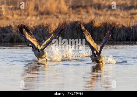 Kanadiengänse, die bei Sonnenaufgang vom Feuchtgebiet im Marion County, Illinois, abheben. Stockfoto