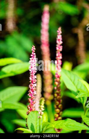 Phytolacca icosandra (Button Pokeweed, tropisches Pokeweed, zwanzig Staubgefäße, Bajam Hutan). Es wird zur Behandlung nicht näher bezeichneter Arzneimittelstörungen angewendet Stockfoto