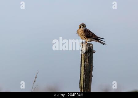 Amerikanischer Kestrel mit Wühlmaus Crab Orchard National Wildlife Refuge, Williamson County, Illinois. Stockfoto