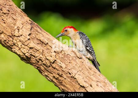 Rotbauchspecht männlich auf totem Baum, Marion County, Illinois. Stockfoto