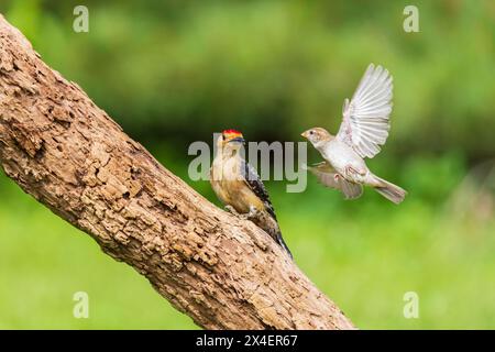 Rotbauchspechmännchen und House Sparrow Fighting, Marion County, Illinois. Stockfoto