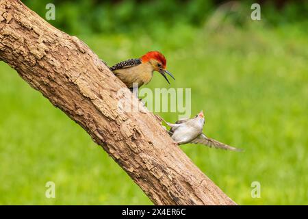 Rotbauchspechmännchen und House Sparrow Fighting, Marion County, Illinois. Stockfoto