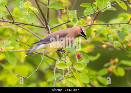 Zedernwachs in Serviceberry Bush, Marion County, Illinois. Stockfoto