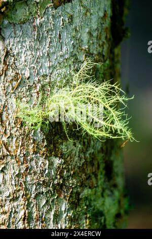 Usnea cornuta (Bart des alten Mannes, Bartflechte, Bartmoos, tahi Angin, Kayu Angin, Rasuk-Angin). Einige Unea-Arten werden als Deodorant verwendet Stockfoto