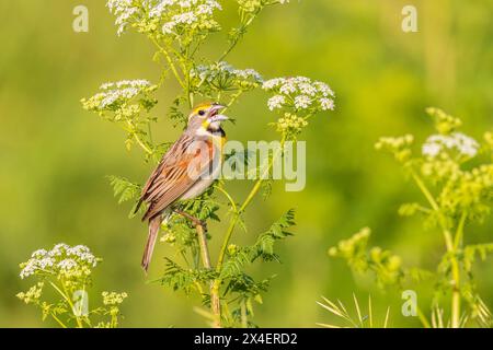 Dickcissel singt auf Poison Hemlock, Marion County, Illinois. Stockfoto