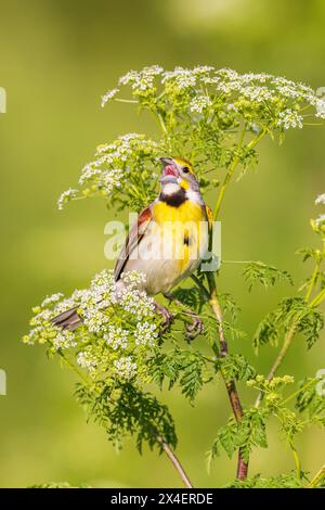 Dickcissel singt auf Poison Hemlock, Marion County, Illinois. Stockfoto