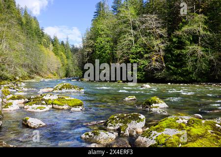 Der malerische North Fork Skykomish River fließt zwischen Waldbäumen und großen Felsbrocken im Wasser der Cascade Mountain Range im Pazifischen Nordwesten Stockfoto