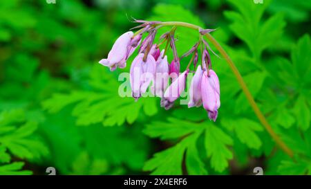 Gruppe von rosafarbenen pazifischen Blutenden Herzen Dicentra formosa Wildblumen, die im Frühjahr vor grünen Blättern der Pflanze hängen Stockfoto