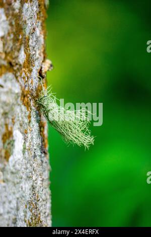 Usnea cornuta (Bart des alten Mannes, Bartflechte, Bartmoos, tahi Angin, Kayu Angin, Rasuk-Angin). Einige Unea-Arten werden als Deodorant verwendet Stockfoto