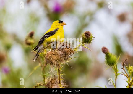 Amerikanischer Goldfinch männlich auf Bullendistel, Marion County, Illinois. Stockfoto