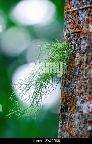 Usnea cornuta (Bart des alten Mannes, Bartflechte, Bartmoos, tahi Angin, Kayu Angin, Rasuk-Angin). Einige Unea-Arten werden als Deodorant verwendet Stockfoto