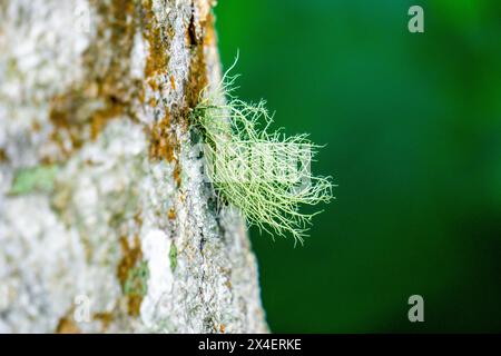 Usnea cornuta (Bart des alten Mannes, Bartflechte, Bartmoos, tahi Angin, Kayu Angin, Rasuk-Angin). Einige Unea-Arten werden als Deodorant verwendet Stockfoto