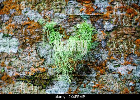 Usnea cornuta (Bart des alten Mannes, Bartflechte, Bartmoos, tahi Angin, Kayu Angin, Rasuk-Angin). Einige Unea-Arten werden als Deodorant verwendet Stockfoto