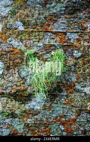 Usnea cornuta (Bart des alten Mannes, Bartflechte, Bartmoos, tahi Angin, Kayu Angin, Rasuk-Angin). Einige Unea-Arten werden als Deodorant verwendet Stockfoto