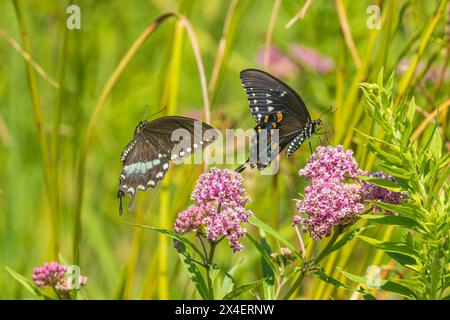 Spicebush Swallowtail männliche und weibliche Balz auf Swamp Milkweed, Marion County, Illinois. (Nur Für Redaktionelle Zwecke) Stockfoto