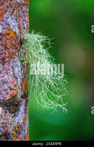 Usnea cornuta (Bart des alten Mannes, Bartflechte, Bartmoos, tahi Angin, Kayu Angin, Rasuk-Angin). Einige Unea-Arten werden als Deodorant verwendet Stockfoto