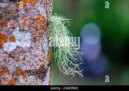 Usnea cornuta (Bart des alten Mannes, Bartflechte, Bartmoos, tahi Angin, Kayu Angin, Rasuk-Angin). Einige Unea-Arten werden als Deodorant verwendet Stockfoto