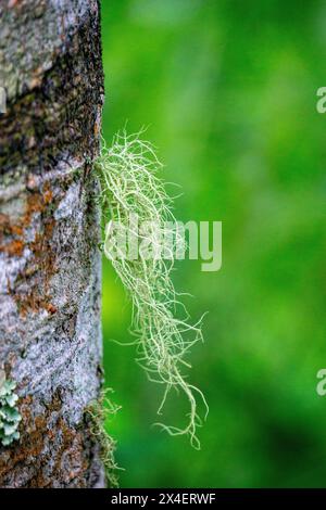 Usnea cornuta (Bart des alten Mannes, Bartflechte, Bartmoos, tahi Angin, Kayu Angin, Rasuk-Angin). Einige Unea-Arten werden als Deodorant verwendet Stockfoto