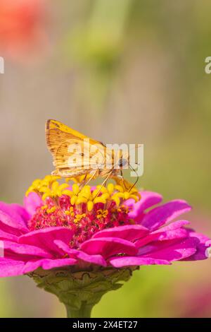 Feuriger Skipper auf Zinnia, Marion County, Illinois. Stockfoto