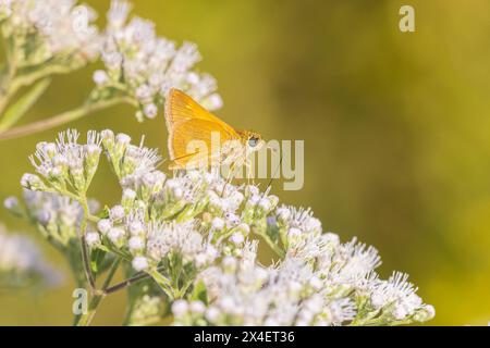 Tawny-Edge Skipper auf Common Boneset, Marion County, Illinois. (Nur Für Redaktionelle Zwecke) Stockfoto